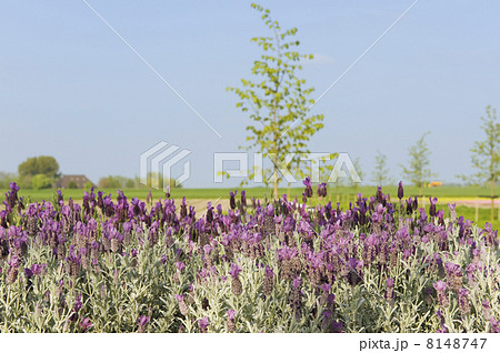 Landscape with Lavender 8148747
