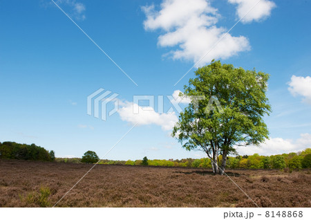 Birch tree in landscape Birch tree in landscape 8148868