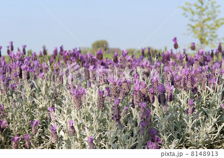 Lavender fields 8148913