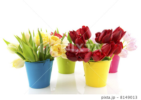 Colorful tulips in buckets Colorful tulips in buckets 8149013