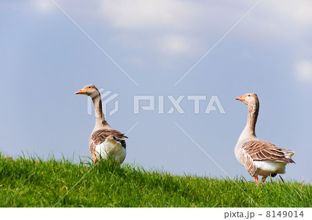 Couple gooses Couple gooses 8149014