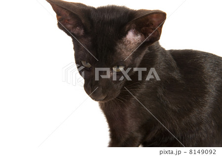 Black Siamese cat 8149092
