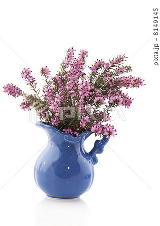 Heather in vase Heather in vase 8149145