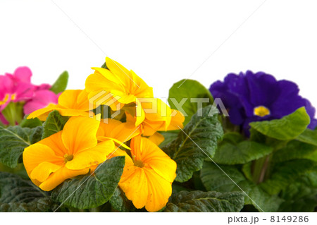 Primula in colors 8149286