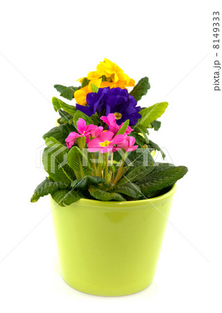 colorful primulas 8149333