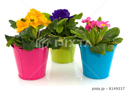 colorful Primulas 8149337