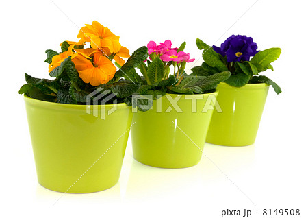 green pots with primulas 8149508