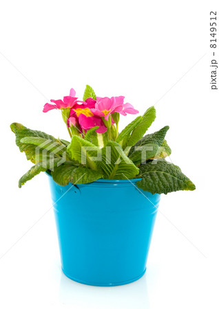 Pink Primula Pink Primula 8149512