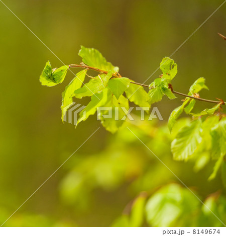 Young leaves 8149674