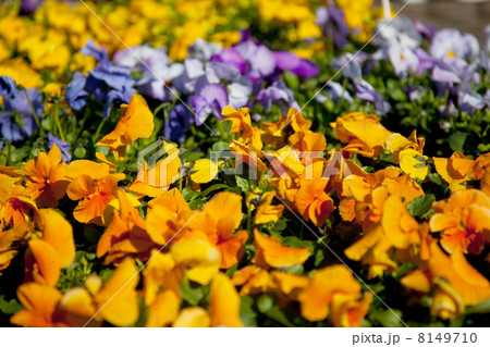 Violins in the garden Violins in the garden 8149710