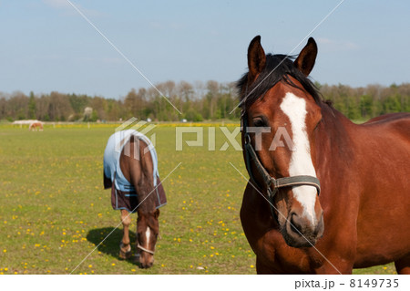 Horses in spring 8149735