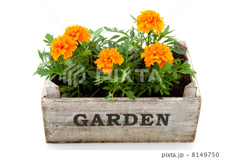 Orange Tagetes Orange Tagetes 8149750