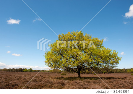 Beech tree in landscape Beech tree in landscape 8149894