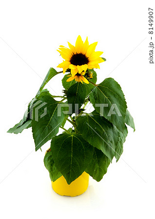 sunflower sunflower 8149907