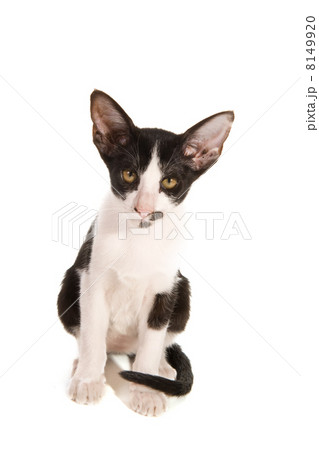 Black and white siamese kitten 8149920