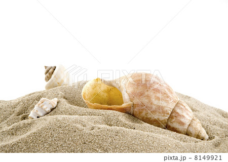 Shells on the beach Shells on the beach 8149921