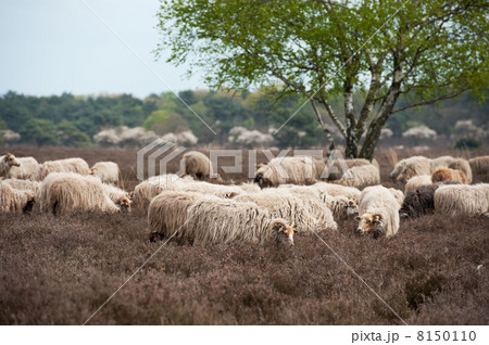 Sheep grazing in moorland 8150110