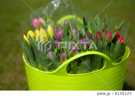 Bucket colorful tulips 8150125