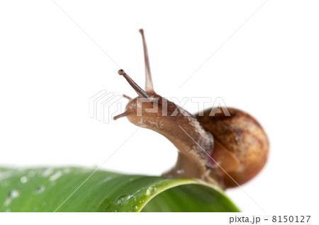Snail 8150127