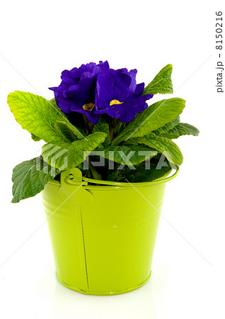 Blue Primula 8150216