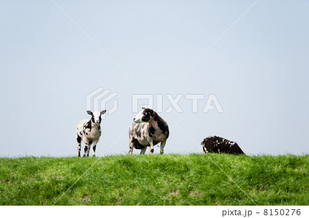 Black and white sheep 8150276