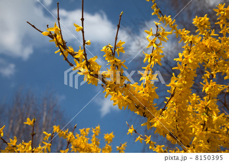 Forsythia 8150395