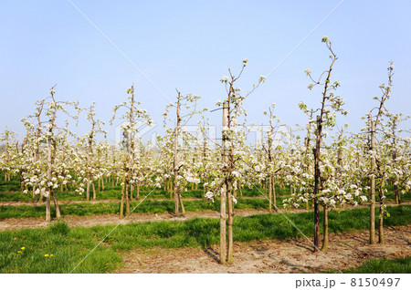 Fruit orchard 8150497