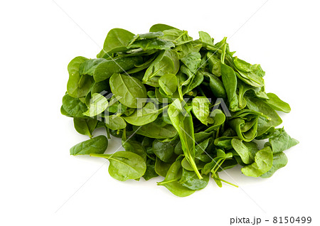 spinach spinach 8150499