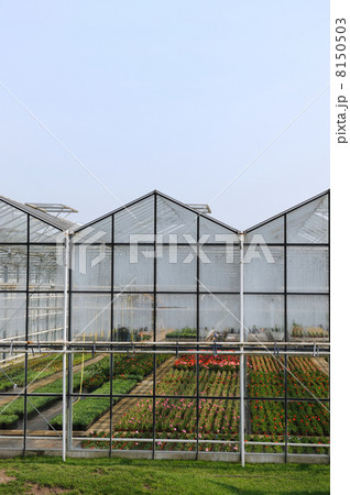 Greenhouse with plants Greenhouse with plants 8150503