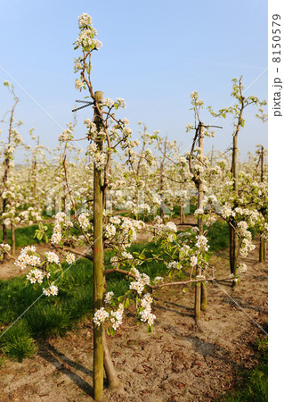 Fruit orchard 8150579