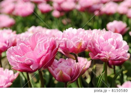 Double pink tulips 8150580