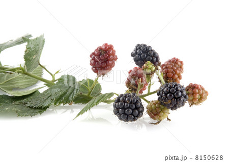 ripe and unripe blackberries 8150628