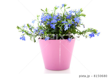 cheerful blue Lobelia 8150680