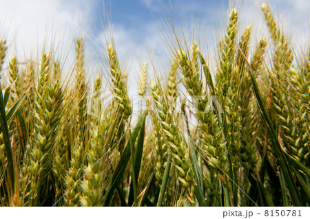 Corn in the fields 8150781
