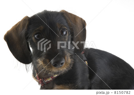puppy dachshund 8150782