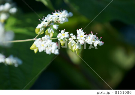 蕎麦の花 かわいい花です。 蕎麦の花 かわいい花です。 8151086