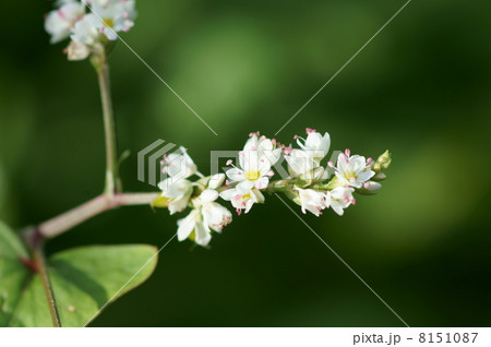 蕎麦の花 かわいい花です。 蕎麦の花 かわいい花です。 8151087