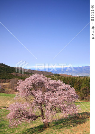 西蔵王の大山桜と飯豊連峰 西蔵王の大山桜と飯豊連峰 8151146