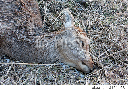 Corpse of a female deer (Oostvaardersplassen, the Netherlands) 8151168