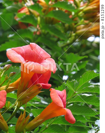 ノウゼンカズラの花 8151299