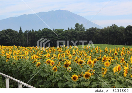 小岩井農場のひまわり畑 8151306