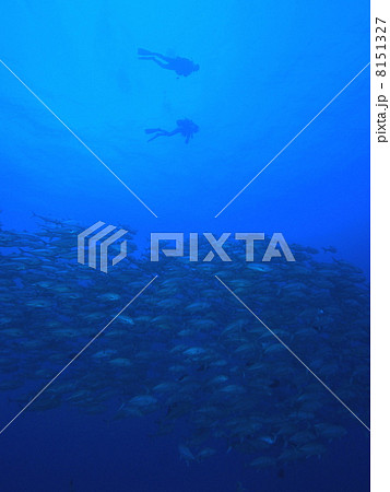 ダイバーと魚の群れ 8151327