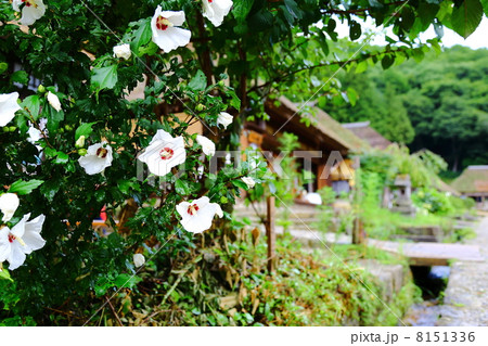 Ōuchi Juku Ōuchi Juku 8151336