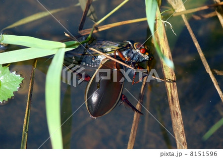 ゲンゴロウ 8151596