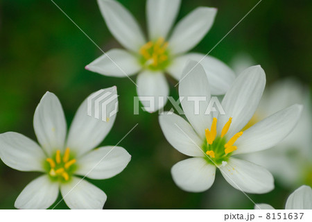 タマスダレ 8151637