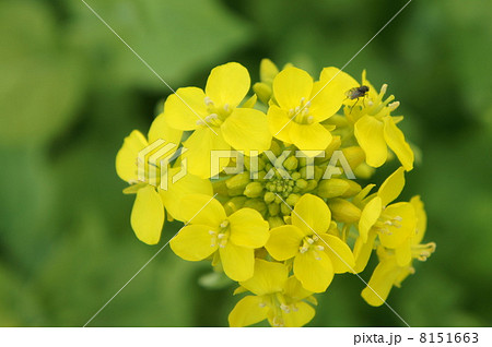 菜の花 8151663