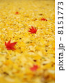 落ち葉 8151773