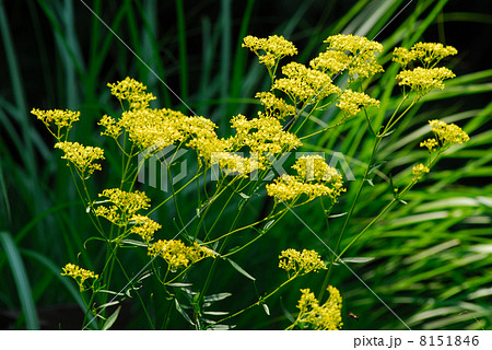 オミナエシ 8151846