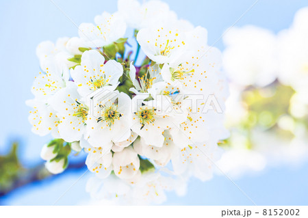 Cherry blossom Cherry blossom 8152002