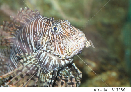 ハナミノカサゴ ハナミノカサゴ 8152364